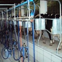 Compact Milking System